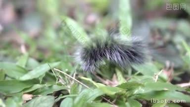 美丽的黑白相间的毛茸茸的毛毛虫在花园的树叶上爬行的慢动作视频